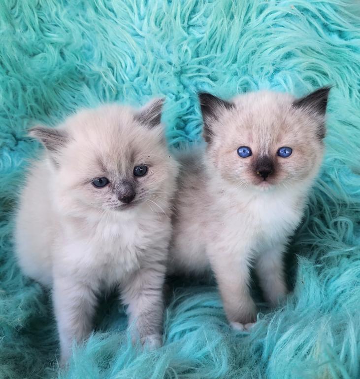Ragdoll Kittens Both Parents TICA Registered photo 4