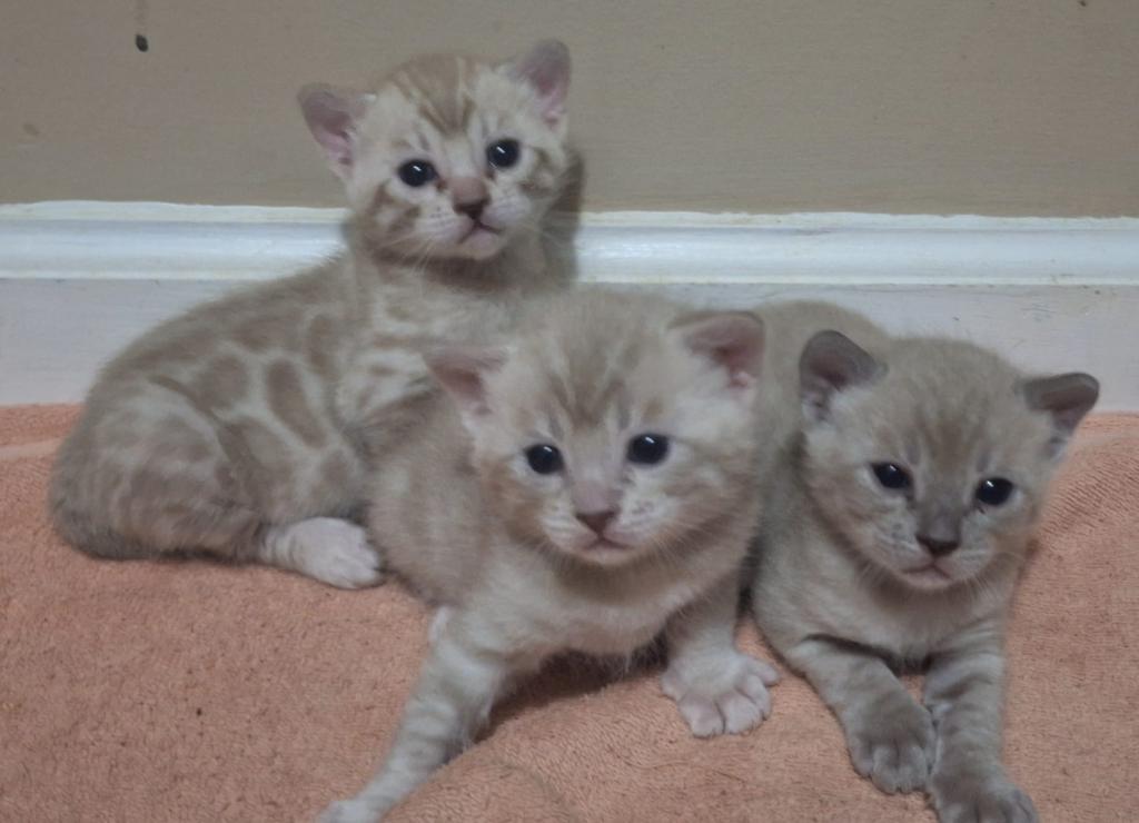 Three MusketeersALL ADOPTED photo 1