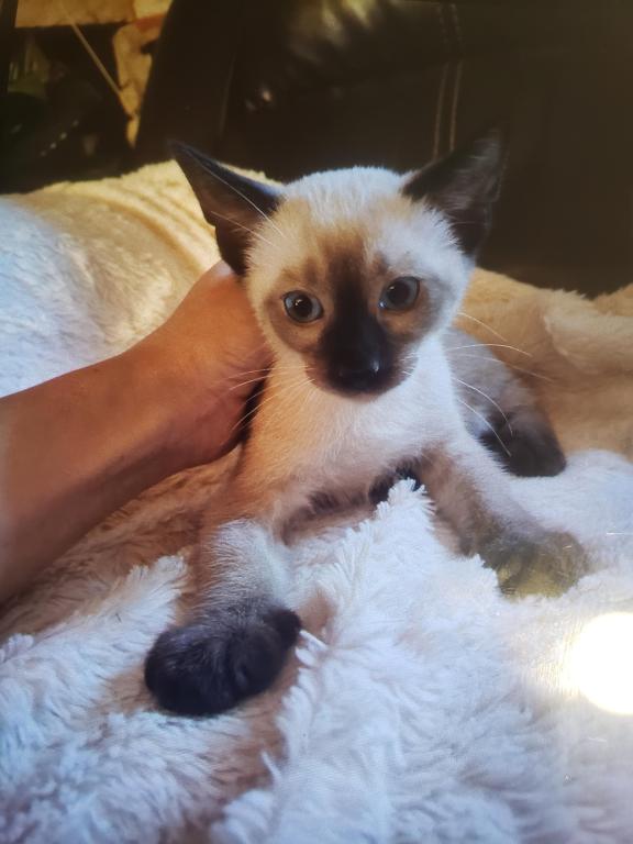 Wedge Head Siamese Litter photo 2