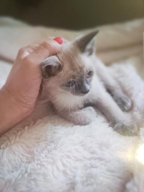 Wedge Head Siamese Litter photo 1