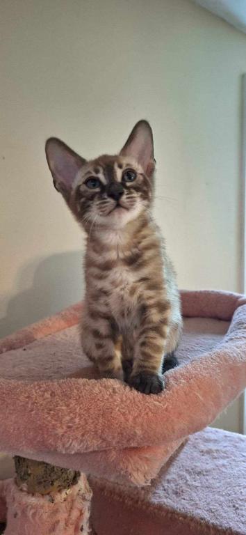 DaisyADOPTED photo 3