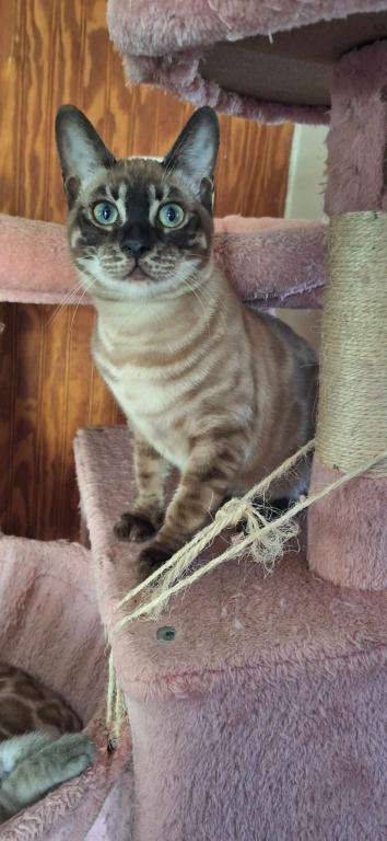 DaisyADOPTED photo 2