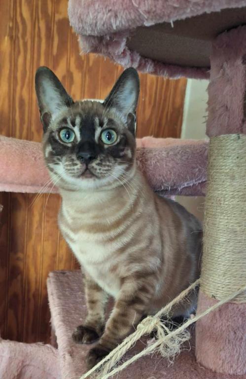 DaisyADOPTED photo 1