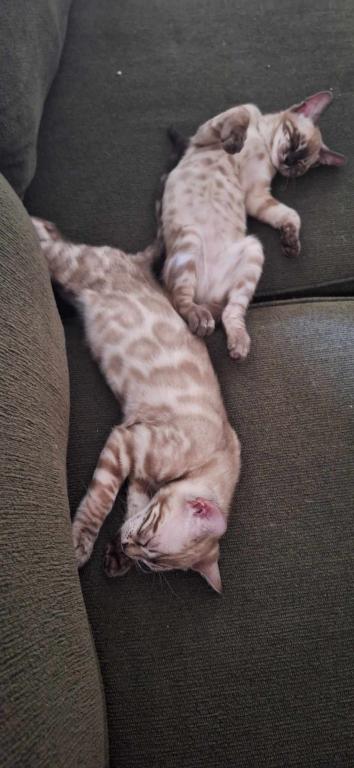 DaisyADOPTED photo 6