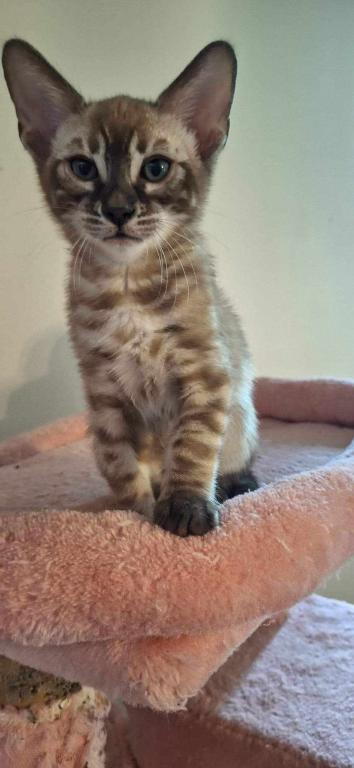DaisyADOPTED photo 4