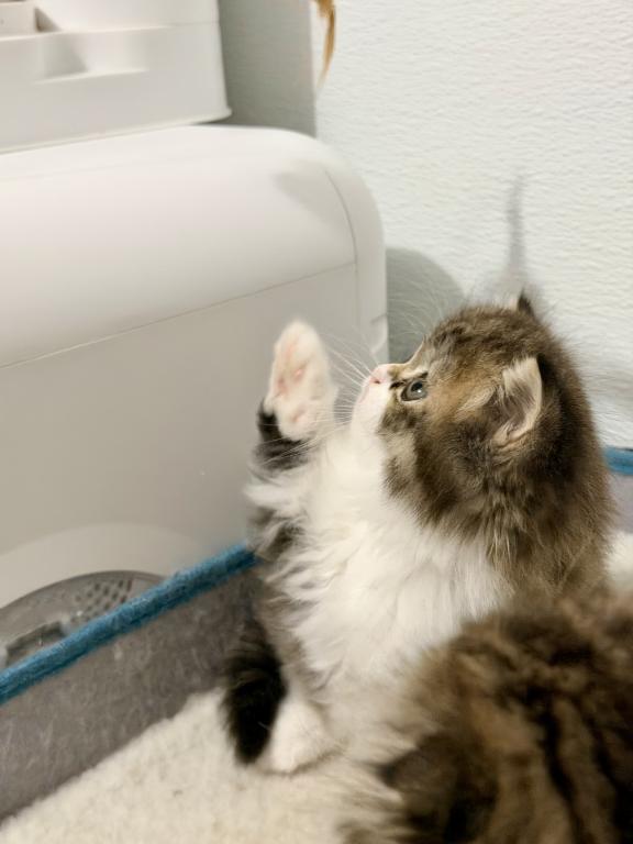 Scottish  Longhair photo 3