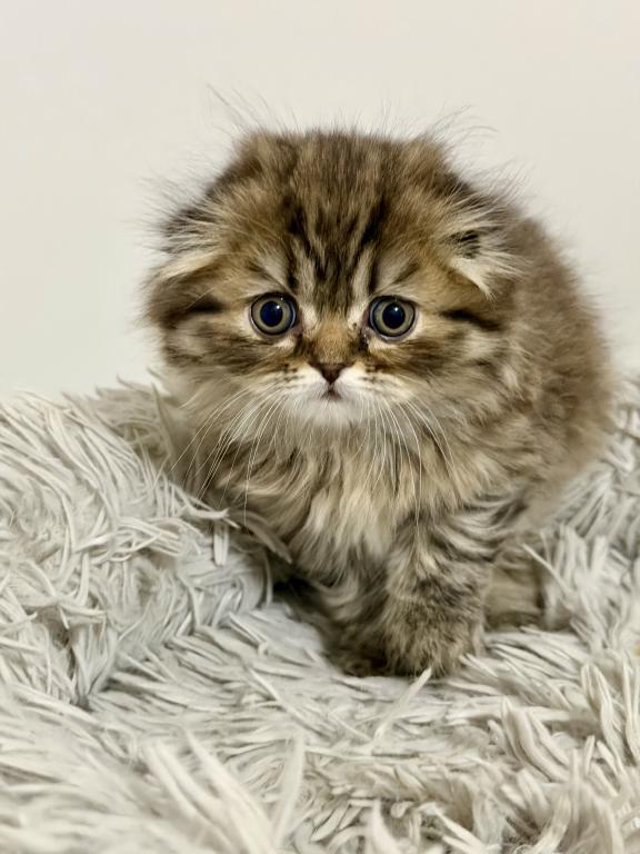 Scottish  Longhair photo 6