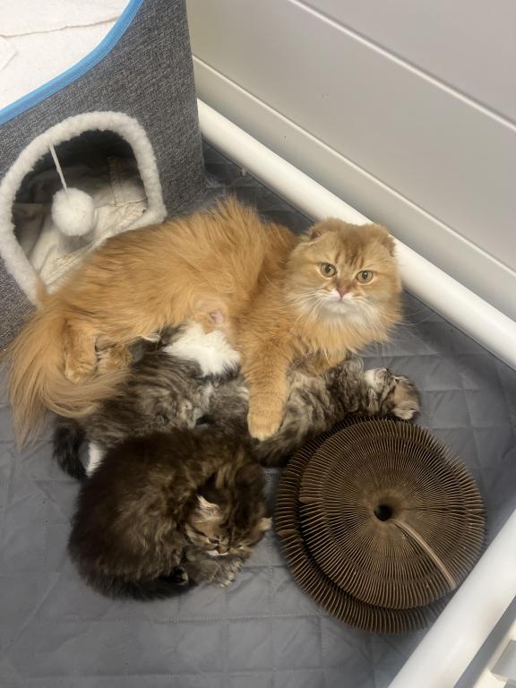 Scottish  Longhair photo 10