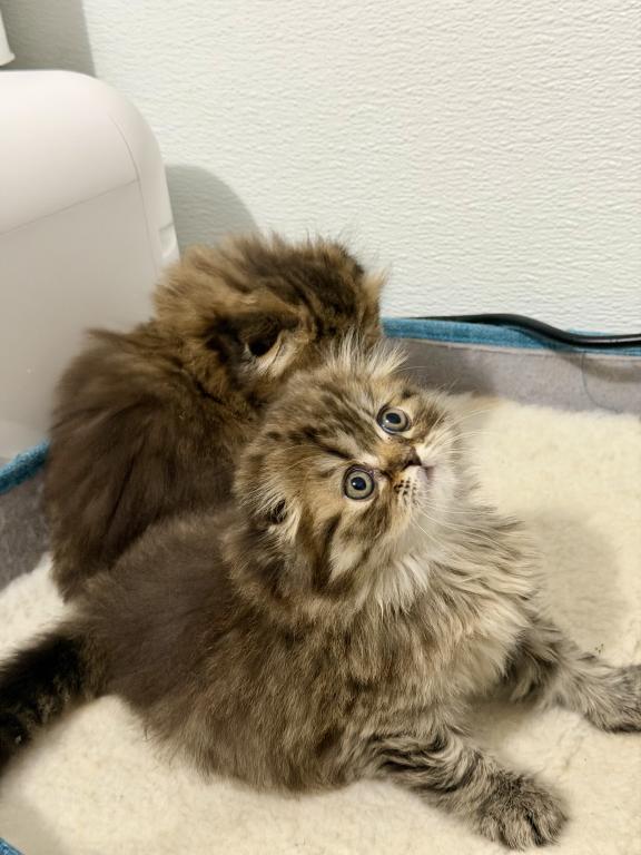 Scottish  Longhair photo 5