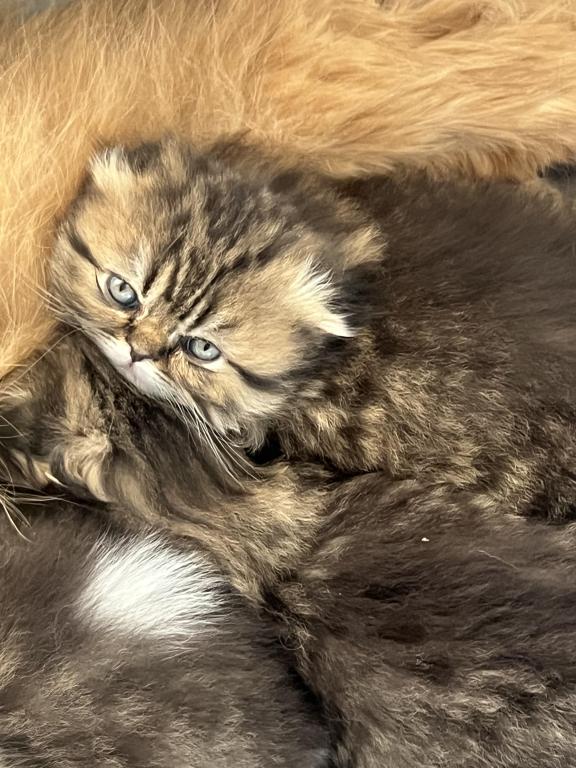 Scottish  Longhair photo 15