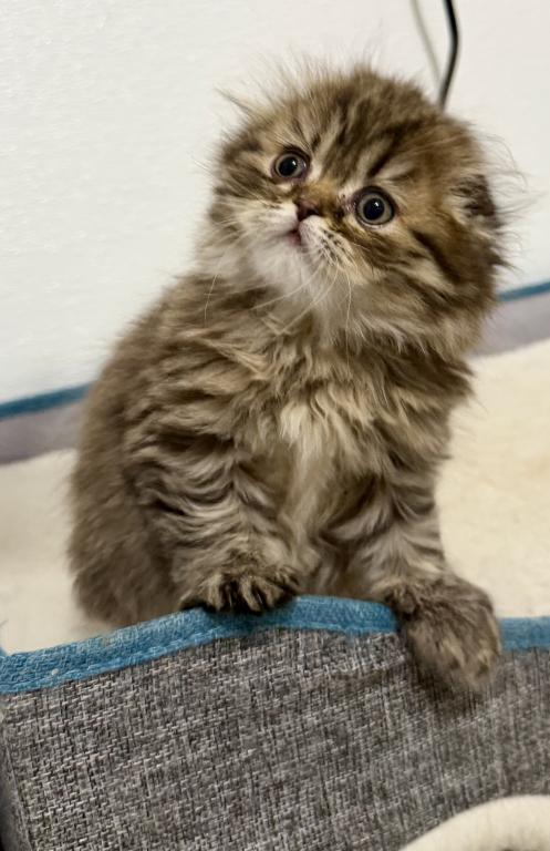Scottish  Longhair photo 2
