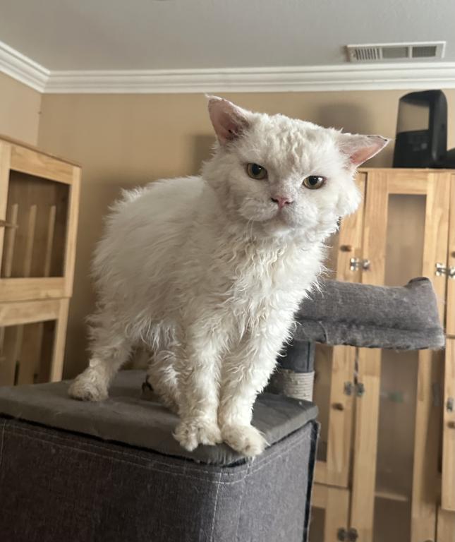 White Colored Selkirk Rex