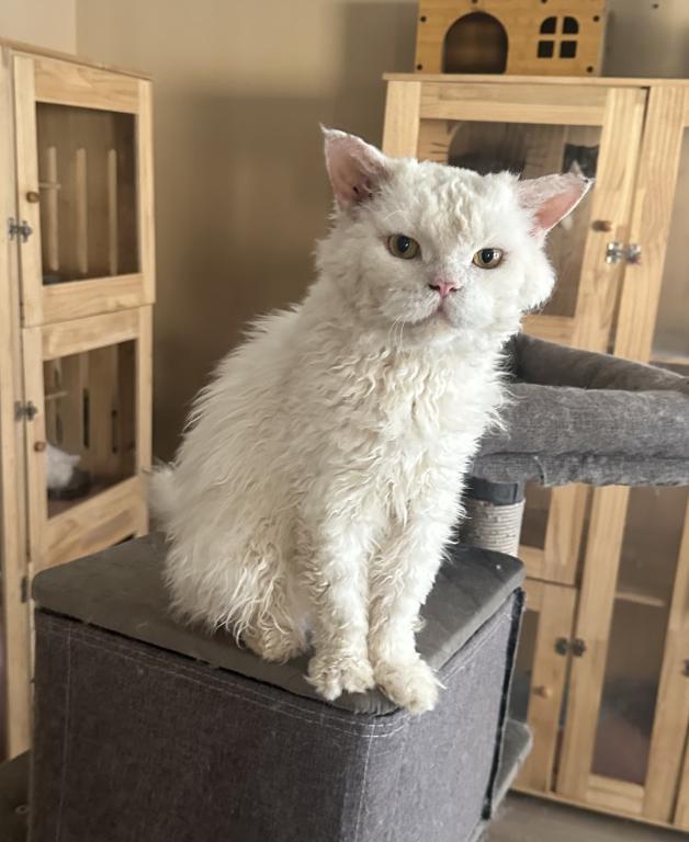White Colored Selkirk Rex photo 4