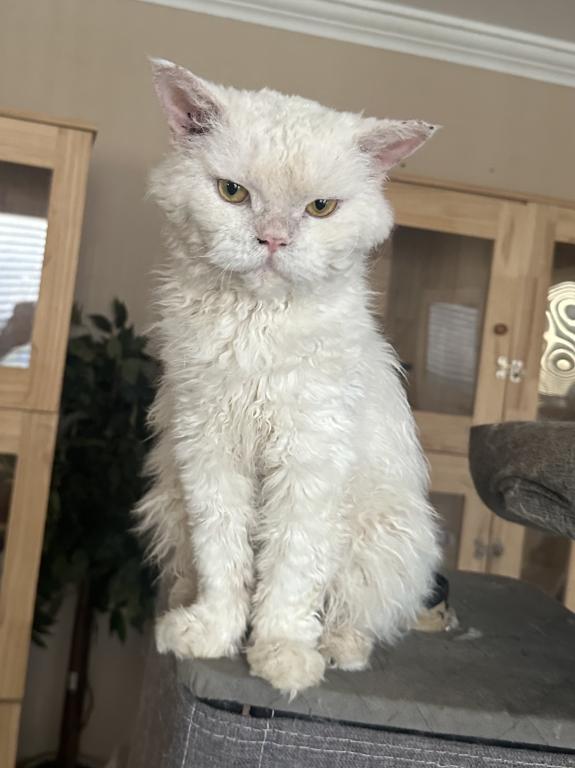White Colored Selkirk Rex photo 3