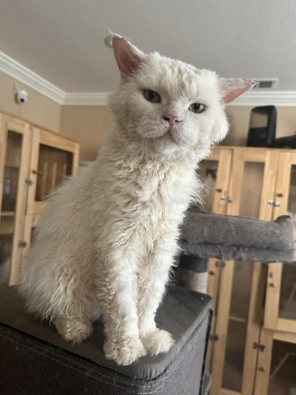 White Colored Selkirk Rex photo 2