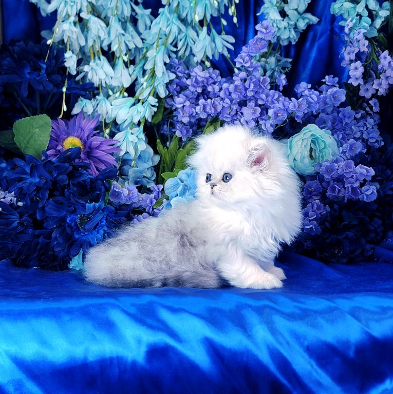Joshua photo 2