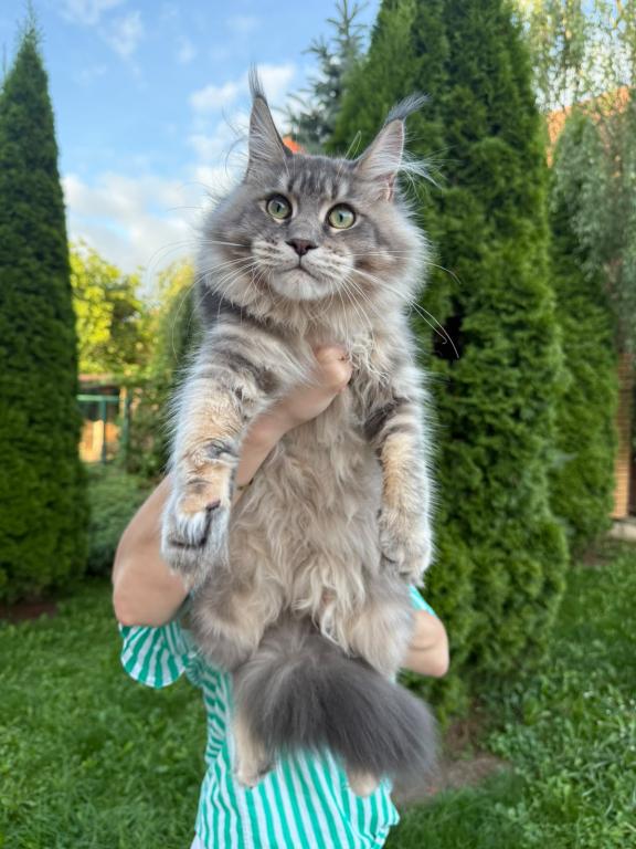 Blue Silver Maine Coon Female photo 3
