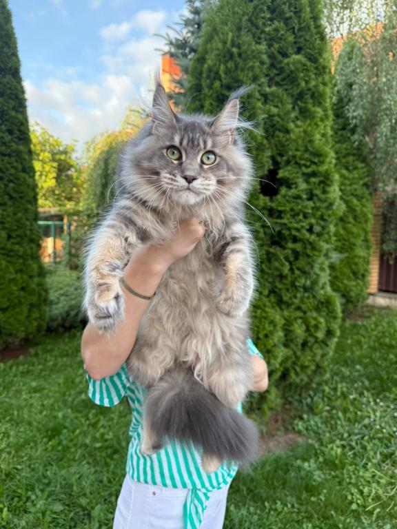 Blue Silver Maine Coon Female photo 1