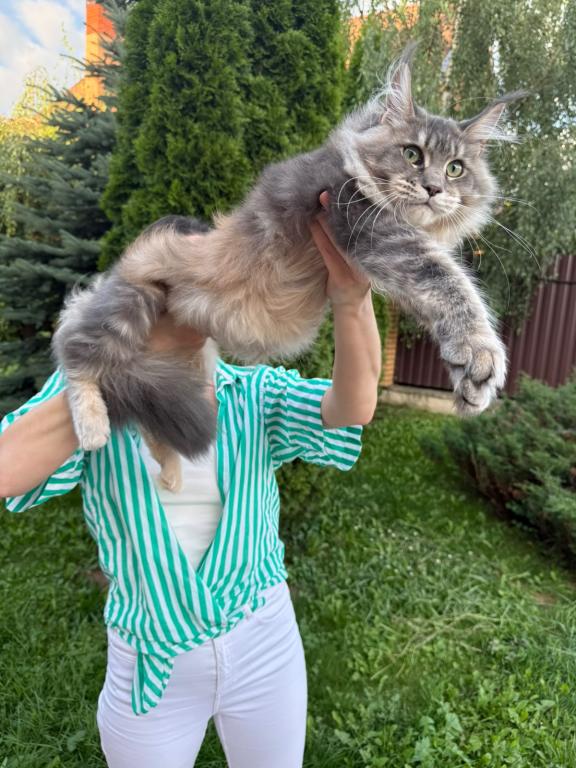 Blue Silver Maine Coon Female photo 2