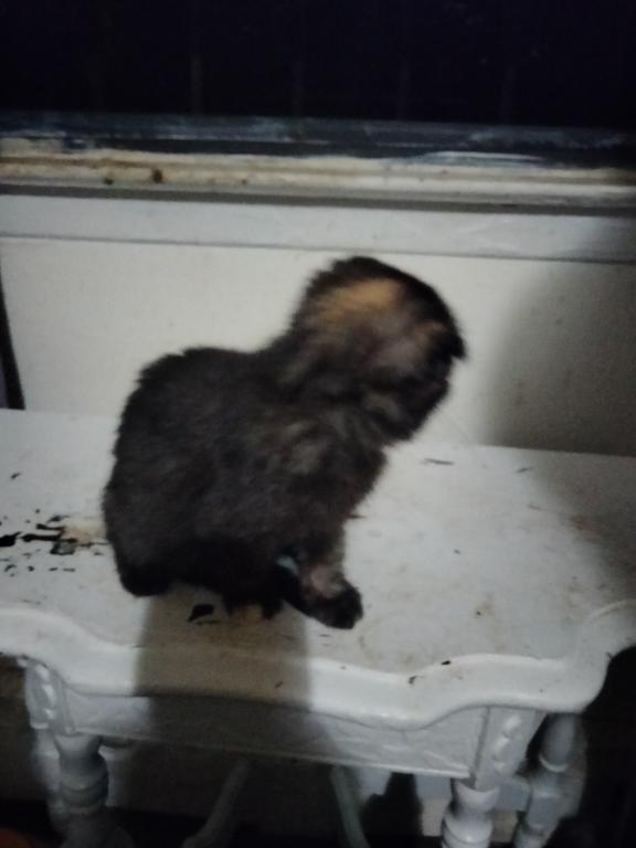 Little Brown photo 5