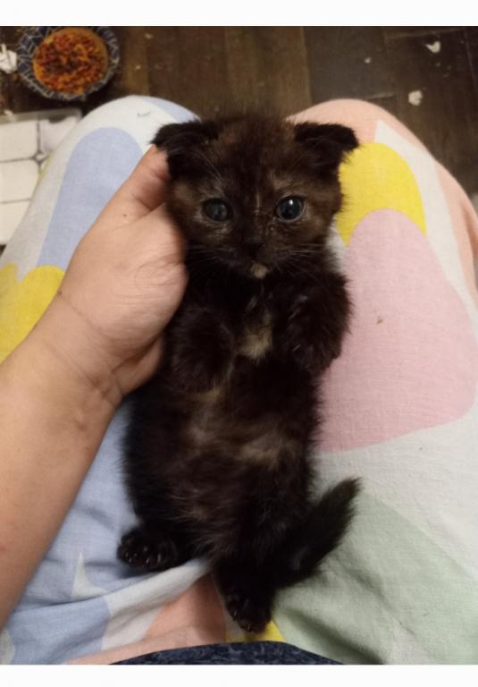 Little Brown photo 3