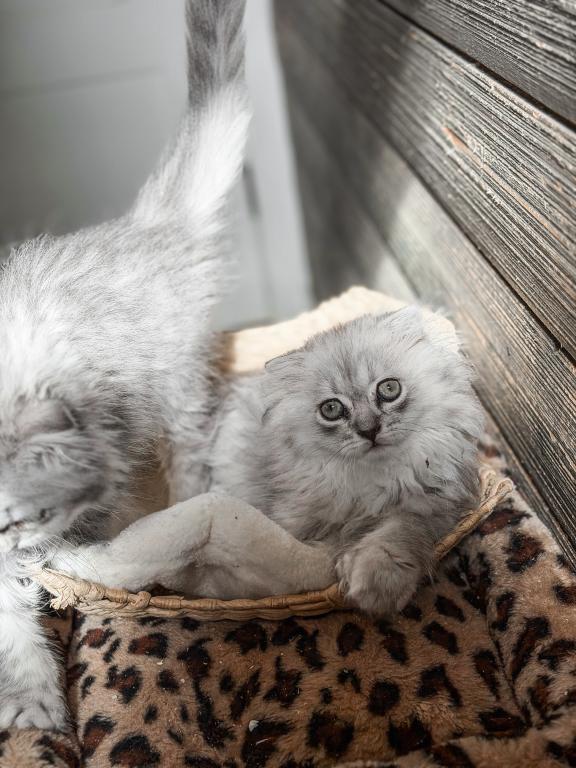 Blue Spotted Scottish Fold Lh photo 11