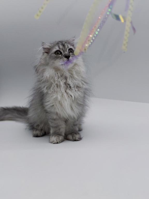 Blue Spotted Scottish Fold Lh photo 4