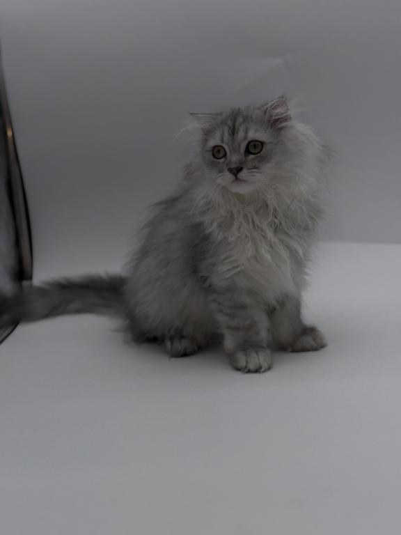 Blue Spotted Scottish Fold Lh photo 5