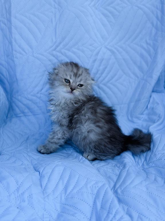 Blue Spotted Scottish Fold Lh photo 16