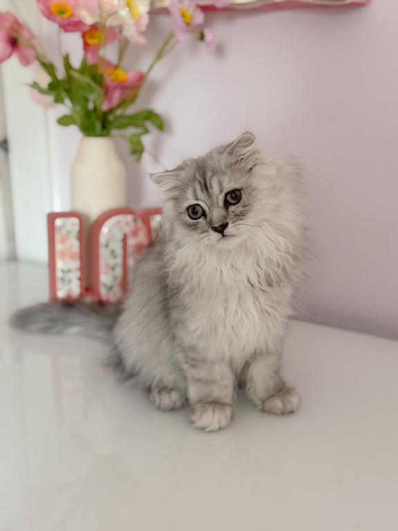 Blue Spotted Scottish Fold Lh photo 6