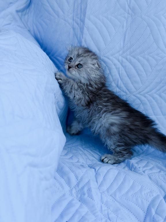 Blue Spotted Scottish Fold Lh photo 19