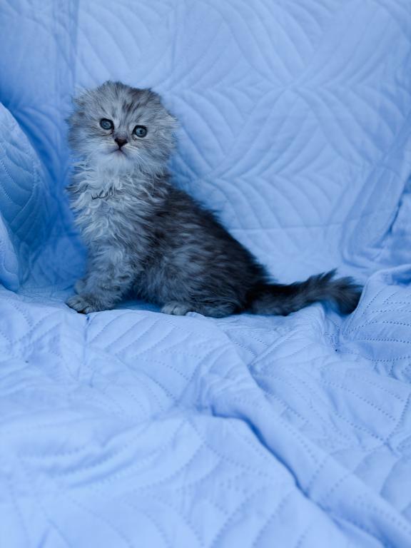 Blue Spotted Scottish Fold Lh photo 25