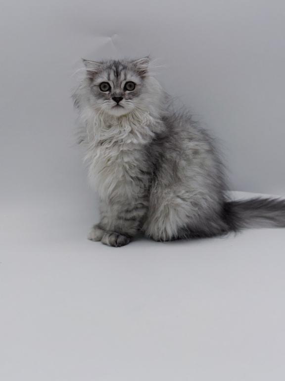 Blue Spotted Scottish Fold Lh photo 2