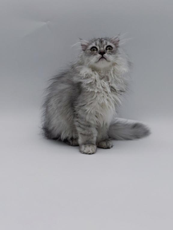 Blue Spotted Scottish Fold Lh photo 3