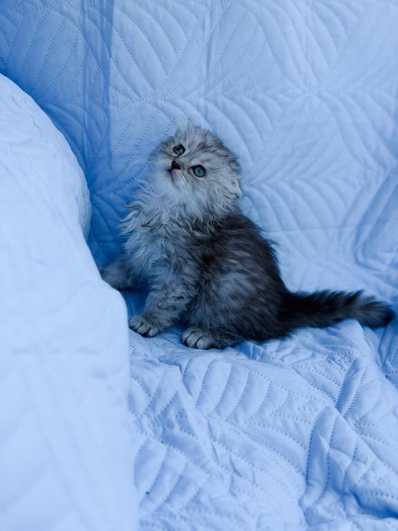 Blue Spotted Scottish Fold Lh photo 24