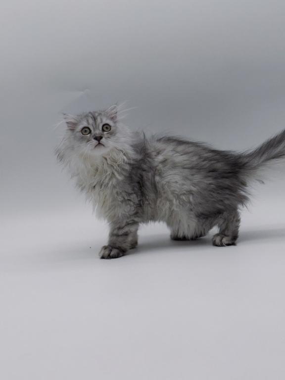 Blue Spotted Scottish Fold Lh photo 1