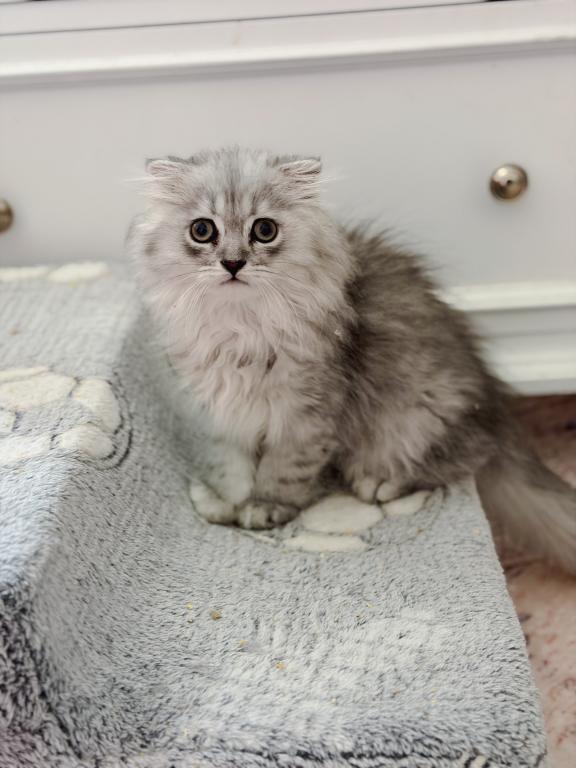 Blue Spotted Scottish Fold Lh photo 13