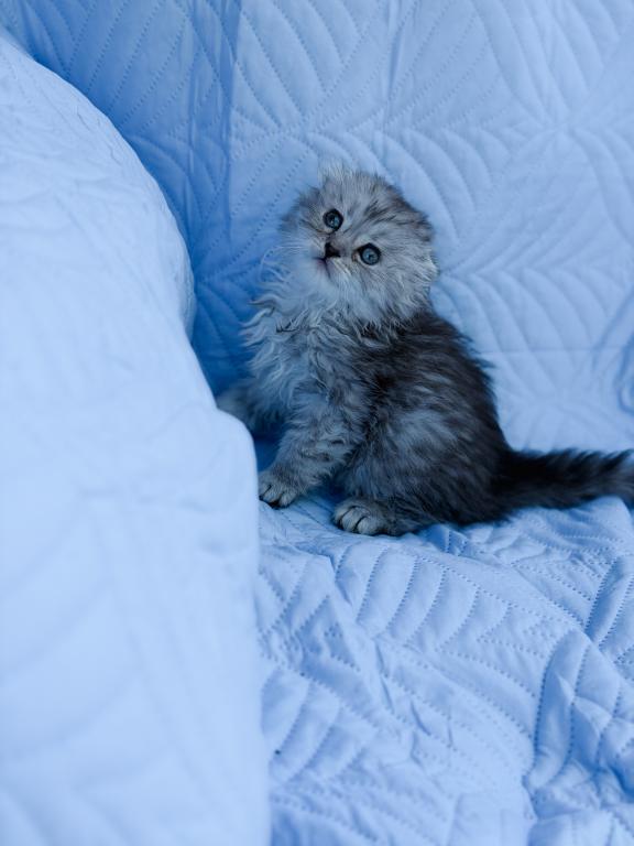Blue Spotted Scottish Fold Lh photo 17