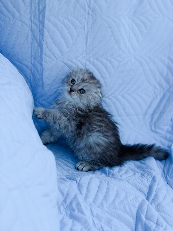 Blue Spotted Scottish Fold Lh photo 21