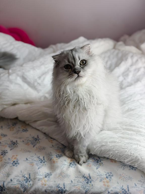 Blue Spotted Scottish Fold Lh photo 1