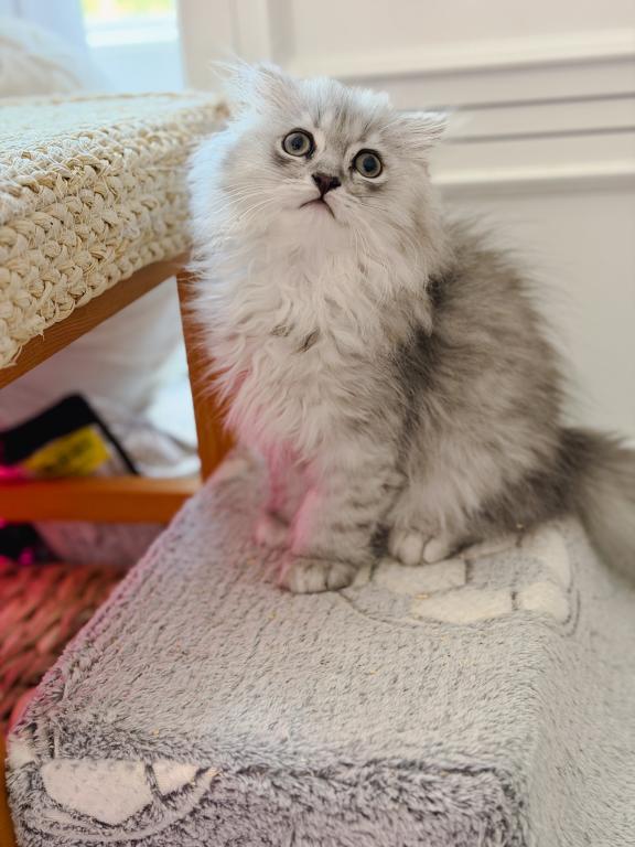 Blue Spotted Scottish Fold Lh photo 8