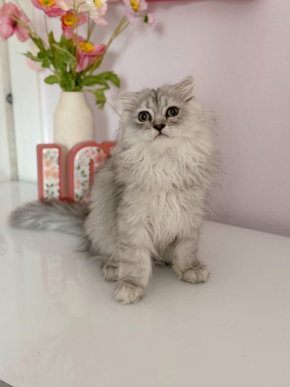 Blue Spotted Scottish Fold Lh photo 7