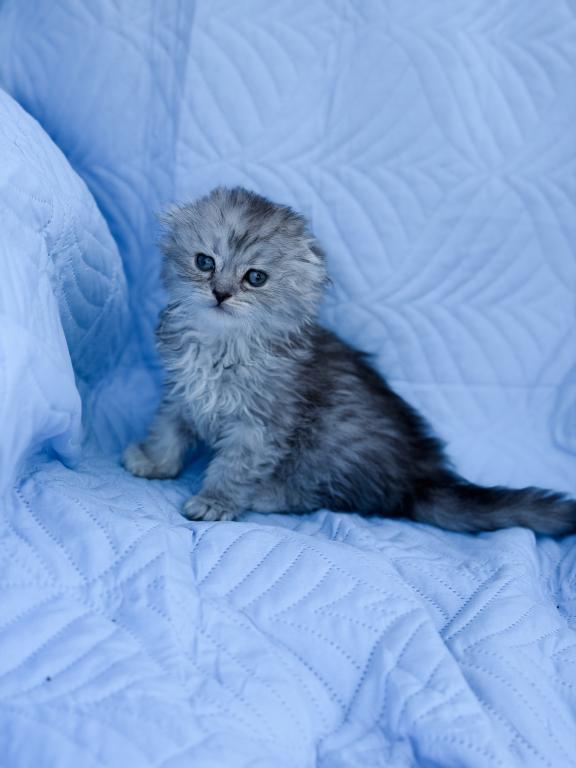 Blue Spotted Scottish Fold Lh photo 14