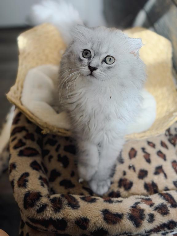 Blue Spotted Scottish Fold Lh photo 10