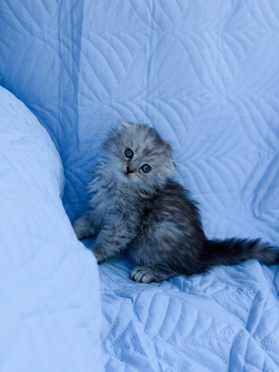 Blue Spotted Scottish Fold Lh photo 22