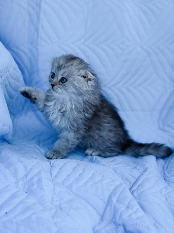 Blue Spotted Scottish Fold Lh photo 20