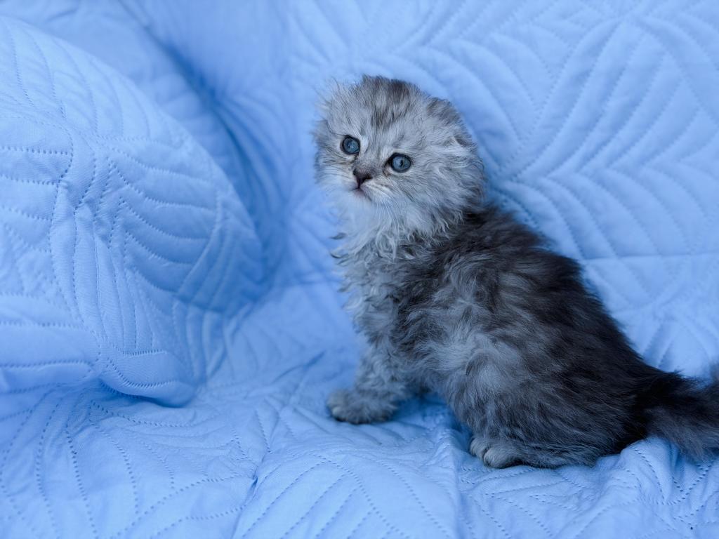 Blue Spotted Scottish Fold Lh photo 15