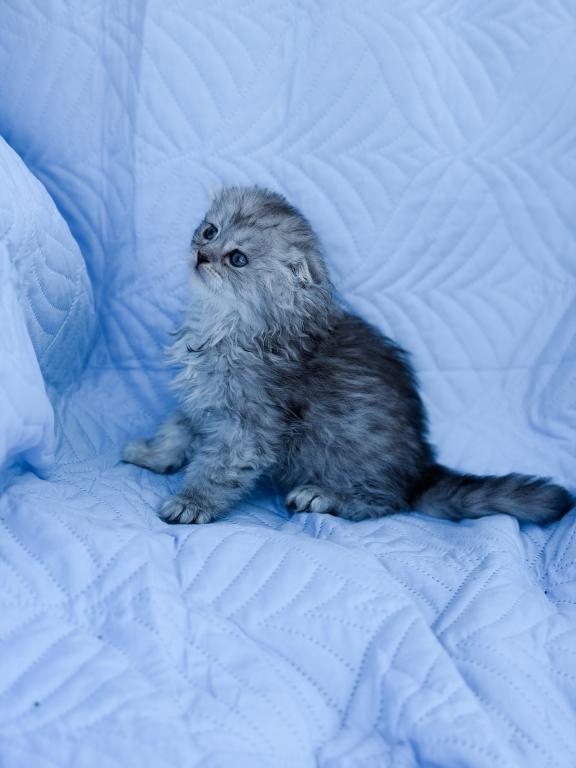 Blue Spotted Scottish Fold Lh photo 18