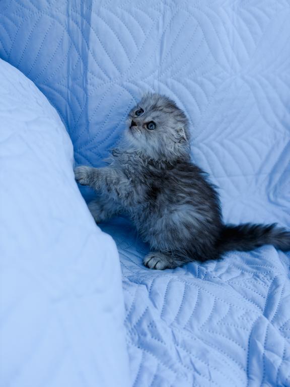 Blue Spotted Scottish Fold Lh photo 23