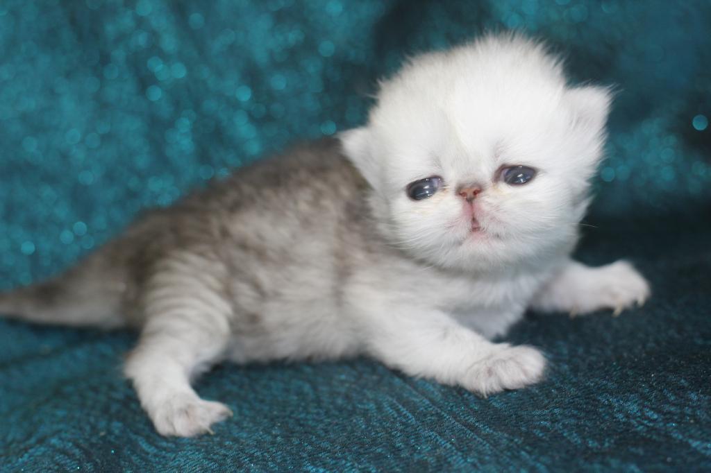 Persian photo 1